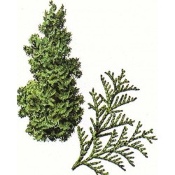 Chamaecyparis Obtusa - Ciprés Hinoki