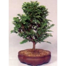 Chamaecyparis Obtusa - Ciprés Hinoki