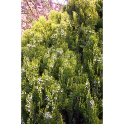 Thuja Orientalis - Tuya Oriental