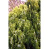 Thuja Orientalis - Tuya Oriental