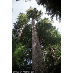 Abies Procera - Abeto noble