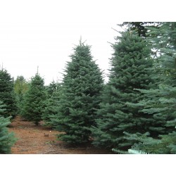 Abies Procera - Abeto noble