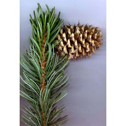 Pinus Aristata - Pino de Colorado