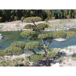 Taxus Cuspidata - Tejo Japonés