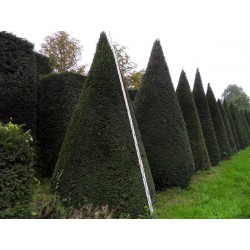 Taxus Baccata - Tejo Inglés