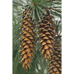 Pinus Ayacahuite -  Pino navideño