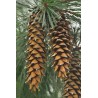 Pinus Ayacahuite -  Pino navideño