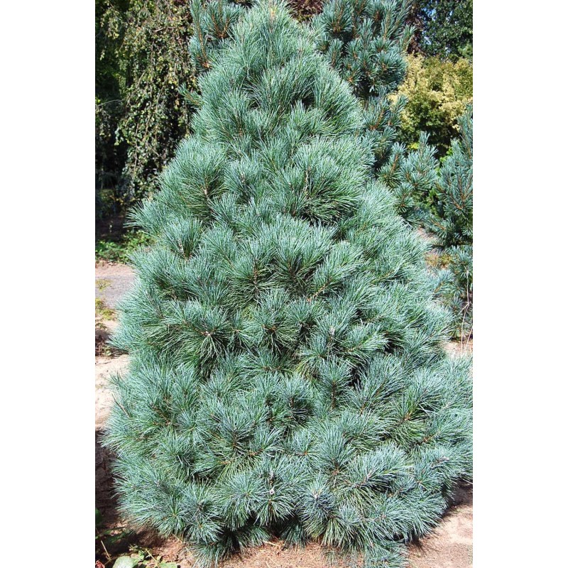 Pinus Ayacahuite -  Pino navideño