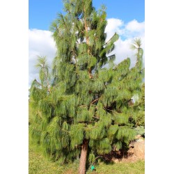 Pinus Patula - Pino mexicano amarillo