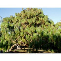 Pinus Patula - Pino mexicano amarillo