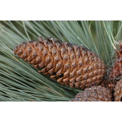 Pinus Greggi - Pino prieto