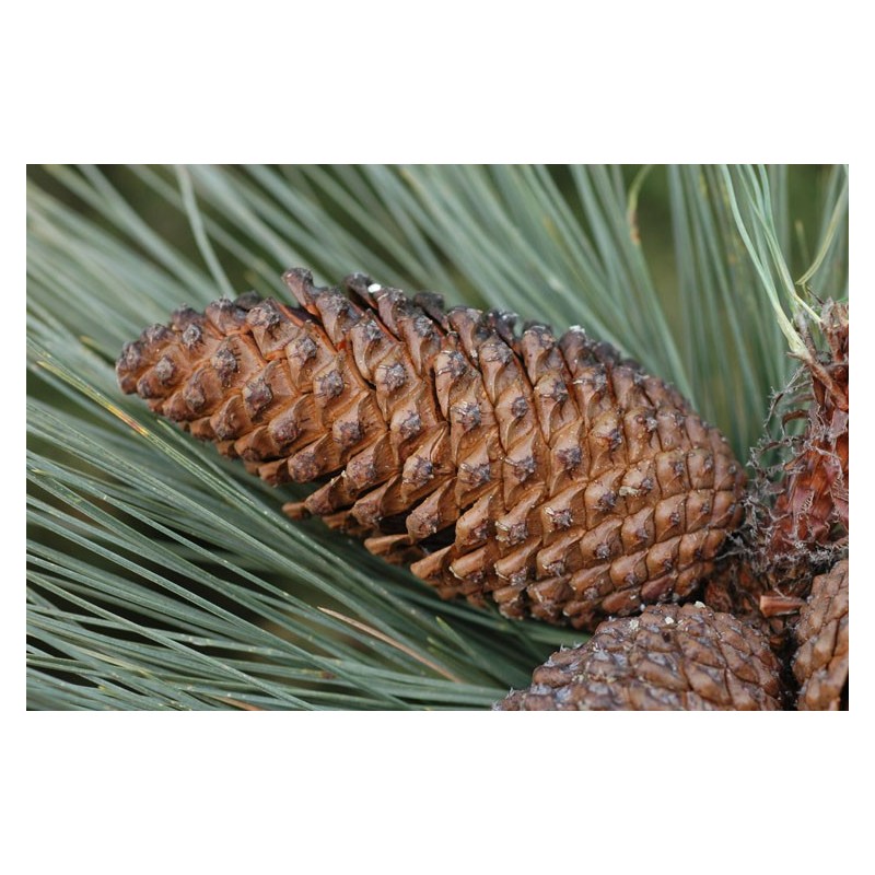 Pinus Greggi - Pino prieto