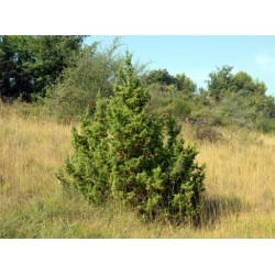 Juniperus Communis - Enebro