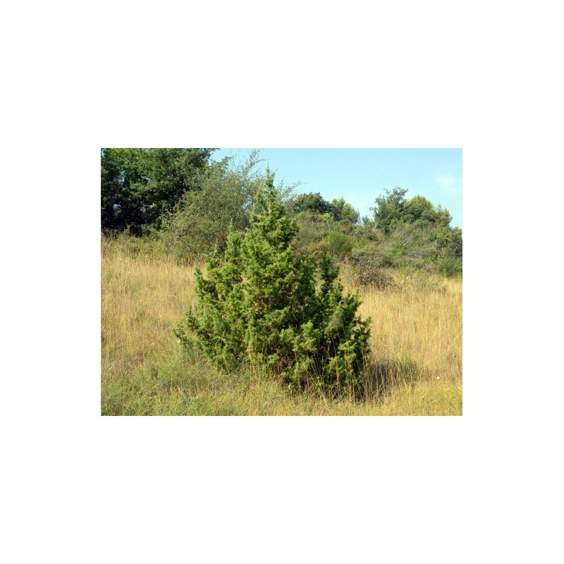 Juniperus Communis - Enebro