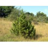 Juniperus Communis - Enebro