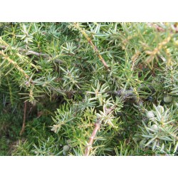 Juniperus Communis - Enebro