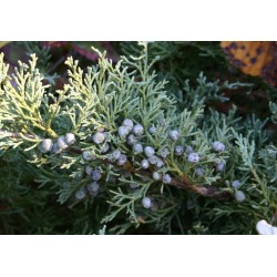 Juniperus Communis - Enebro