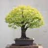 Zelkova Serrata - Olmo de agua