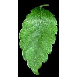 Zelkova Serrata - Olmo de agua