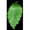 Zelkova Serrata - Olmo de agua