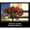 Zelkova Serrata - Olmo de agua