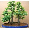 Zelkova Serrata - Olmo de agua