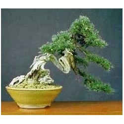 Juniperus Chinensis - Enebro chino