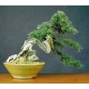 Juniperus Chinensis - Enebro chino