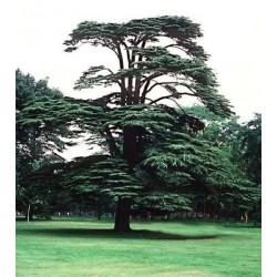 Cedrus Libani - Cedro del Líbano