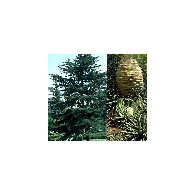 Cedrus Libani - Cedro del Líbano