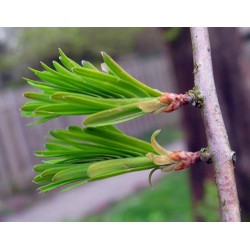 Metasequoia Glyptostroboide - Falsa Secuoya