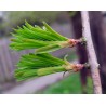 Metasequoia Glyptostroboide - Falsa Secuoya