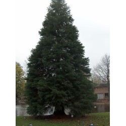 Metasequoia Glyptostroboide - Falsa Secuoya