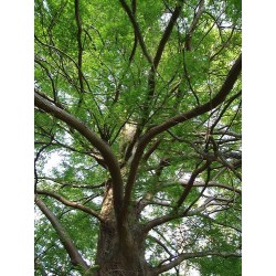 Metasequoia Glyptostroboide - Falsa Secuoya