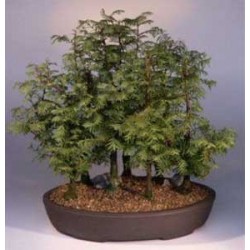 Metasequoia Glyptostroboide - Falsa Secuoya