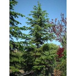 Picea Jezoensis - Falso abeto de Siberia