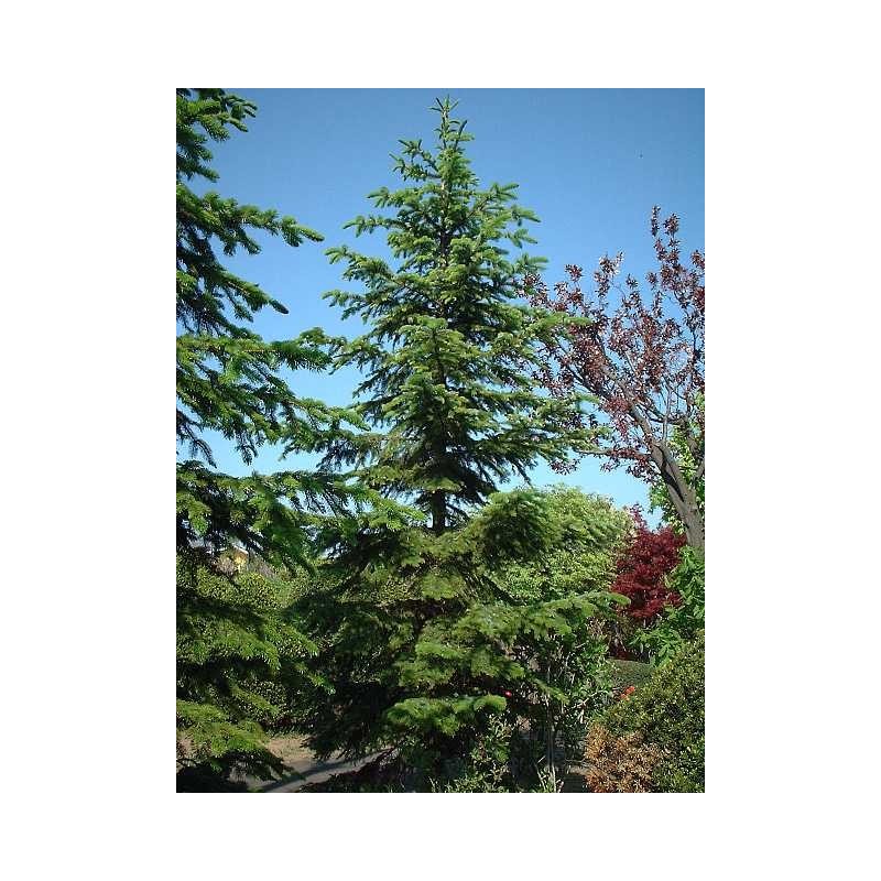 Picea Jezoensis - Falso abeto de Siberia