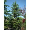 Picea Jezoensis - Falso abeto de Siberia