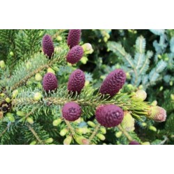 Picea Jezoensis - Falso abeto de Siberia