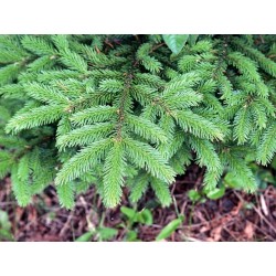 Picea Jezoensis - Falso abeto de Siberia