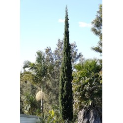 Cupressus Sempervirens - Ciprés italiano