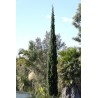 Cupressus Sempervirens - Ciprés italiano