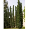 Cupressus Sempervirens - Ciprés italiano