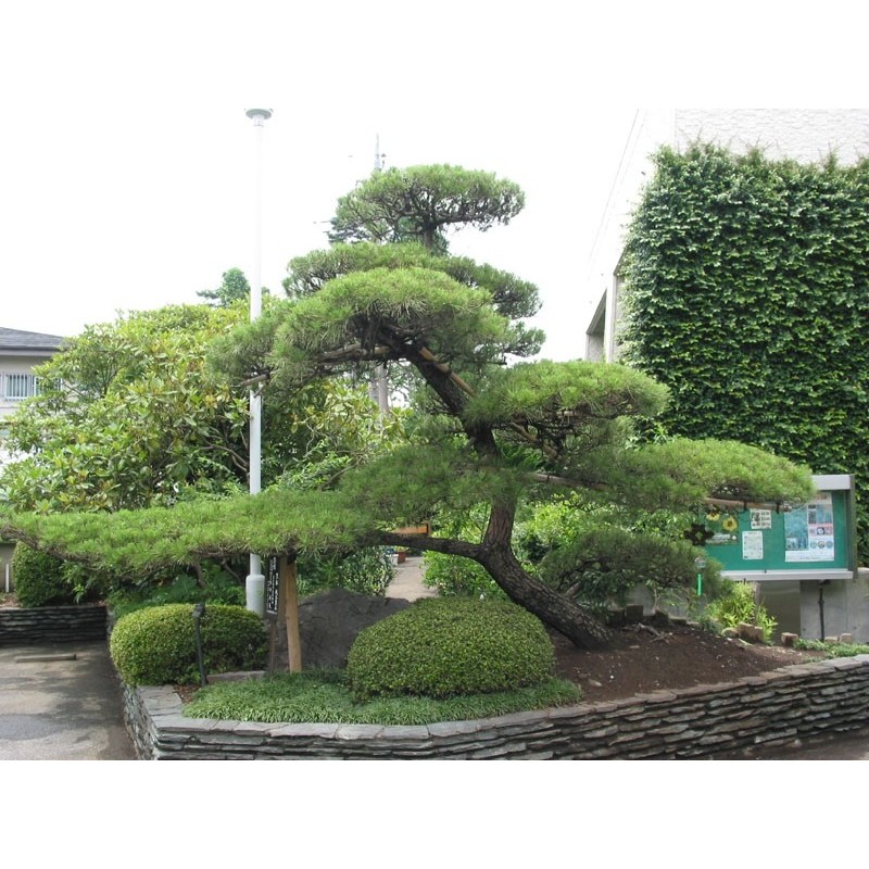 Pinus Thunbergii - Pino negro