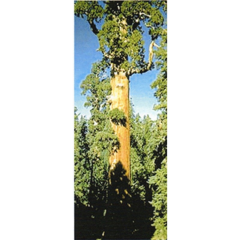 Sequoiadendron Giganteum - Secuoya gigante