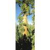 Sequoiadendron Giganteum - Secuoya gigante