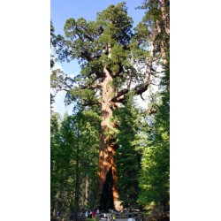 Sequoiadendron Giganteum - Secuoya gigante