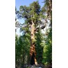 Sequoiadendron Giganteum - Secuoya gigante