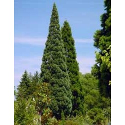 Sequoiadendron Giganteum - Secuoya gigante