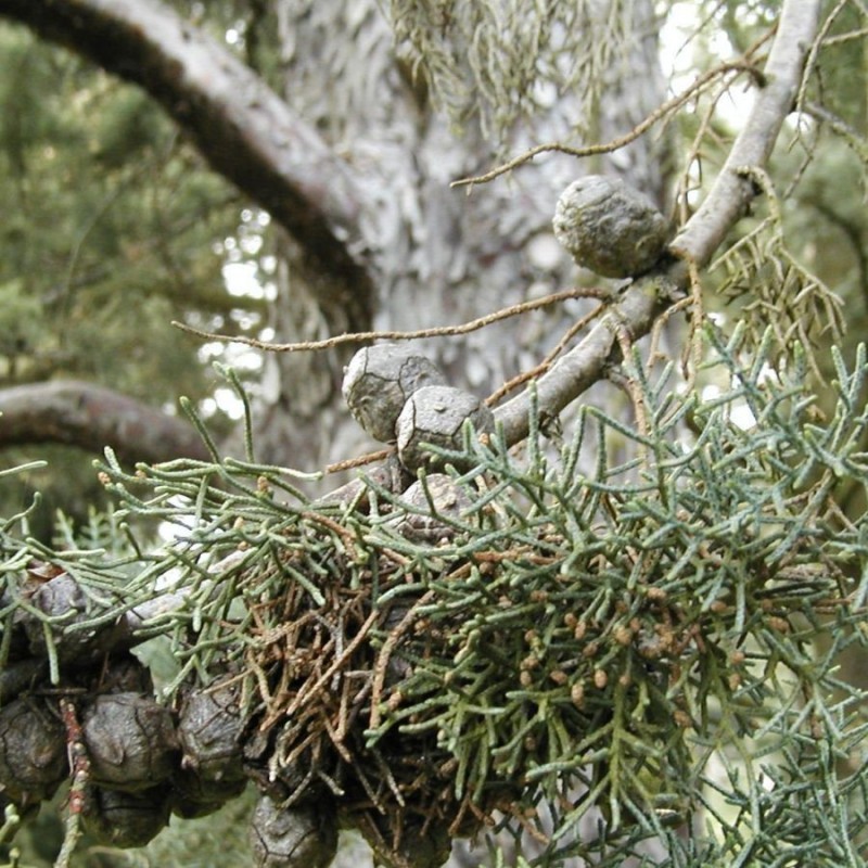 ciprés - Cupressus Glabra